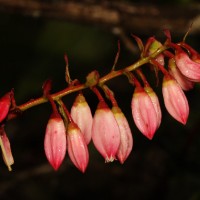 <i>Vaccinium symplocifolium</i>  (D.Don ex G.Don) Alston